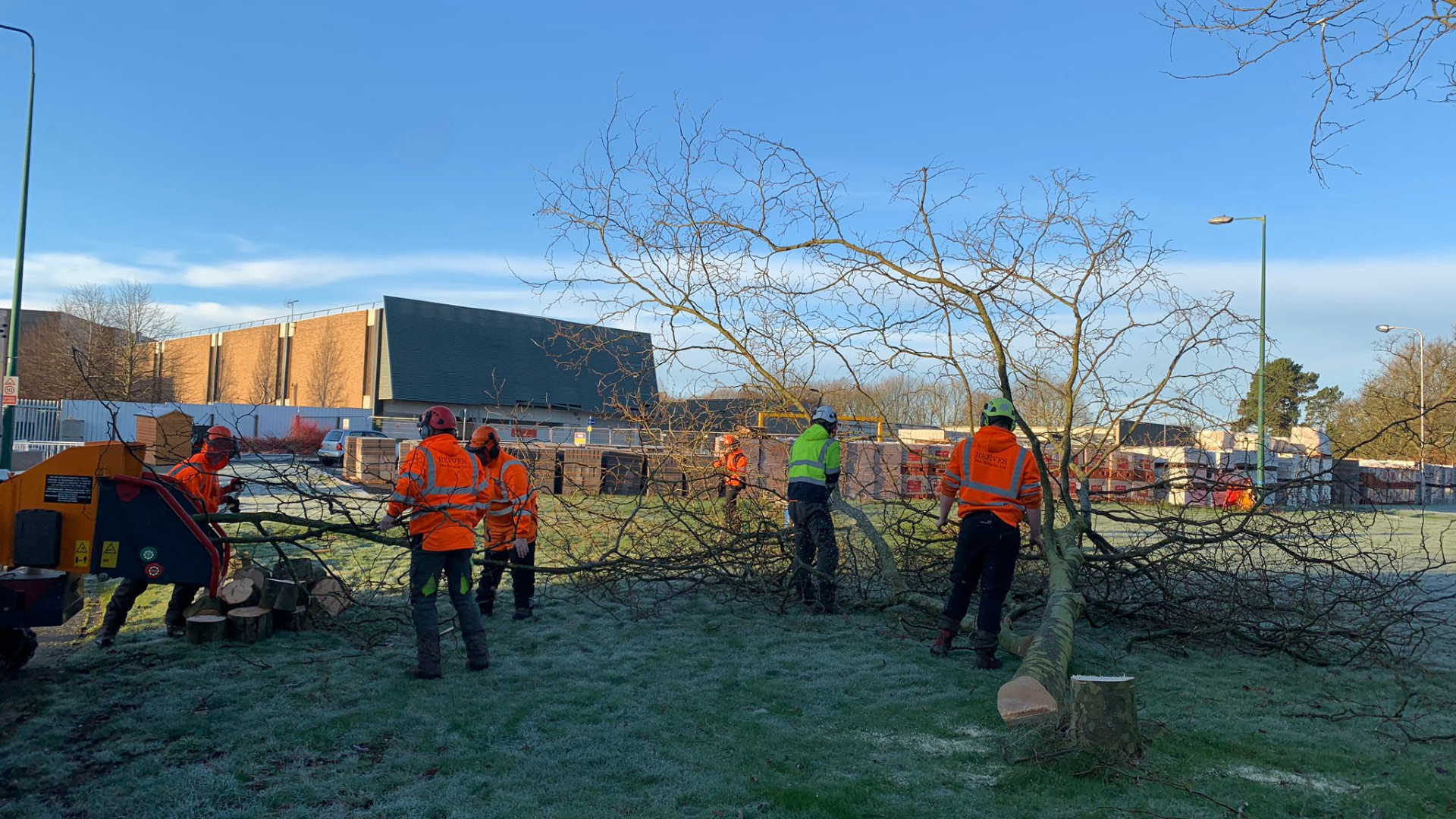 Professional team conducting large tree removal project