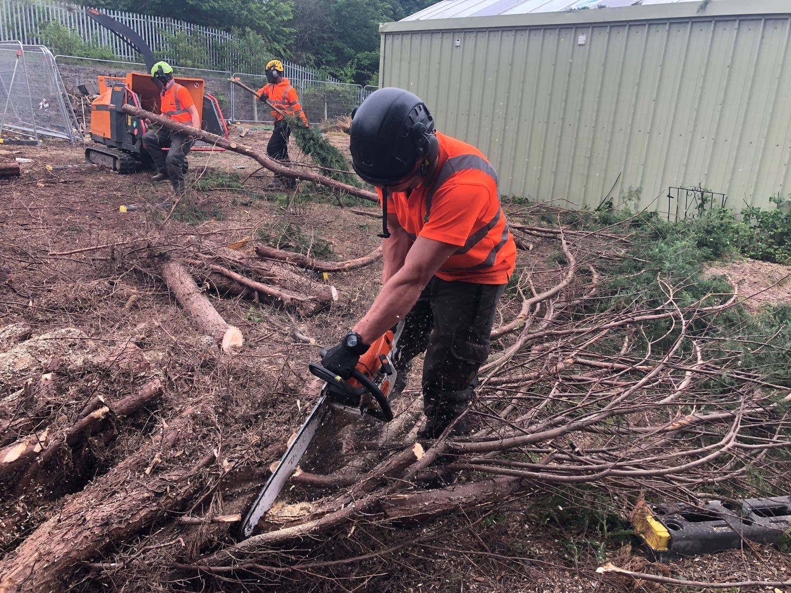 Professional tree surgeons conducting chainsaw work with safety equipment and team coordination