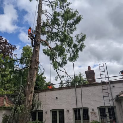 Skilled arborist performing precise tree climbing and sectional tree removal near residential property