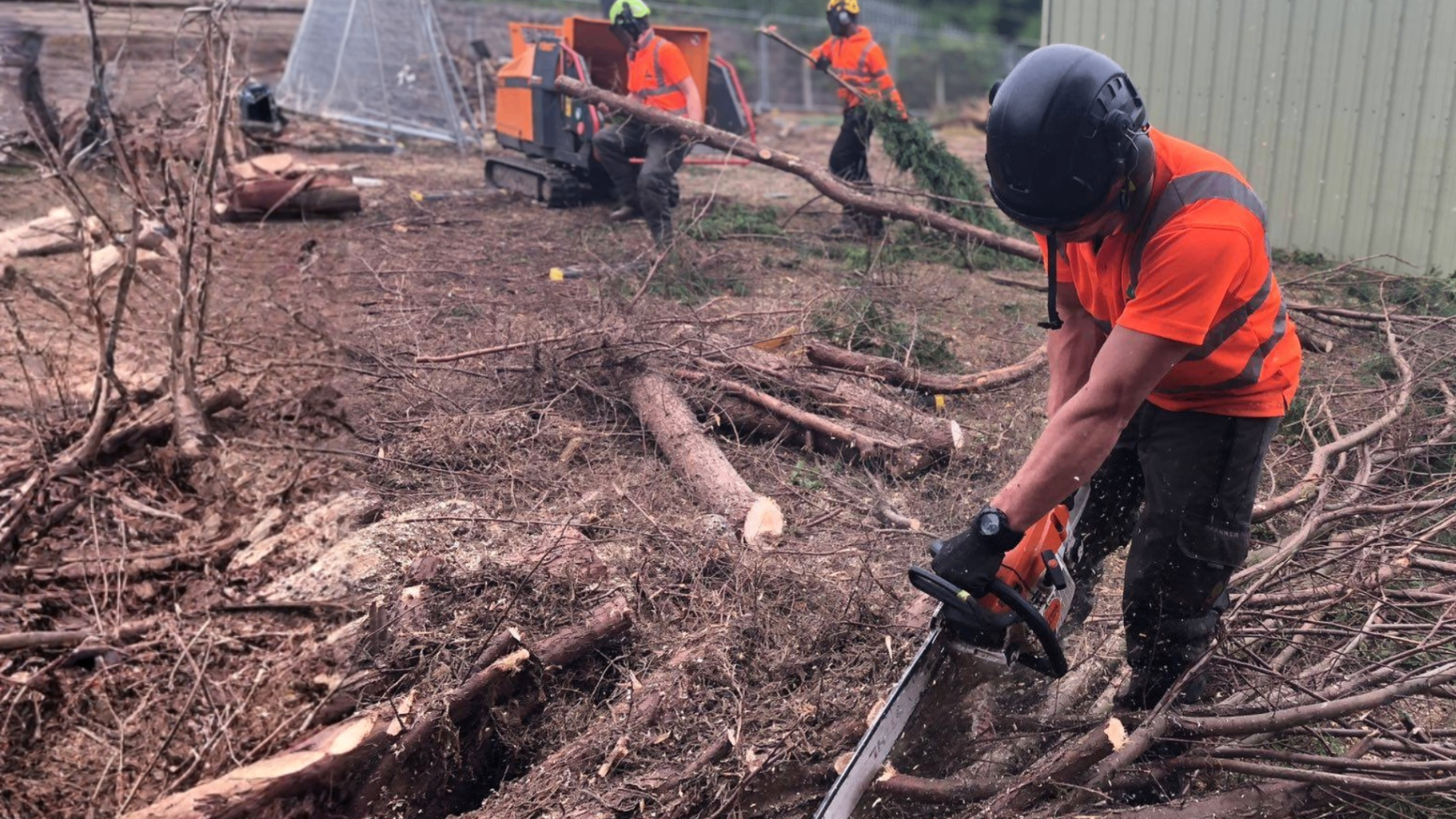 Professional tree surgery work