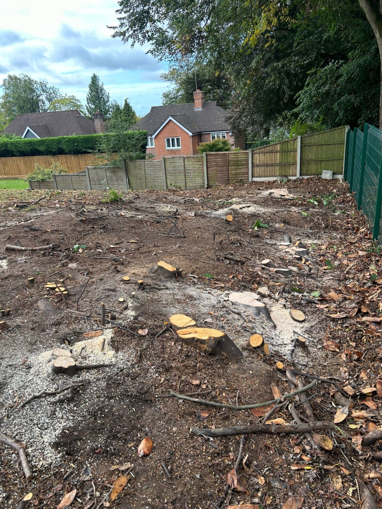 Garden with multiple tree stumps before professional grinding removal