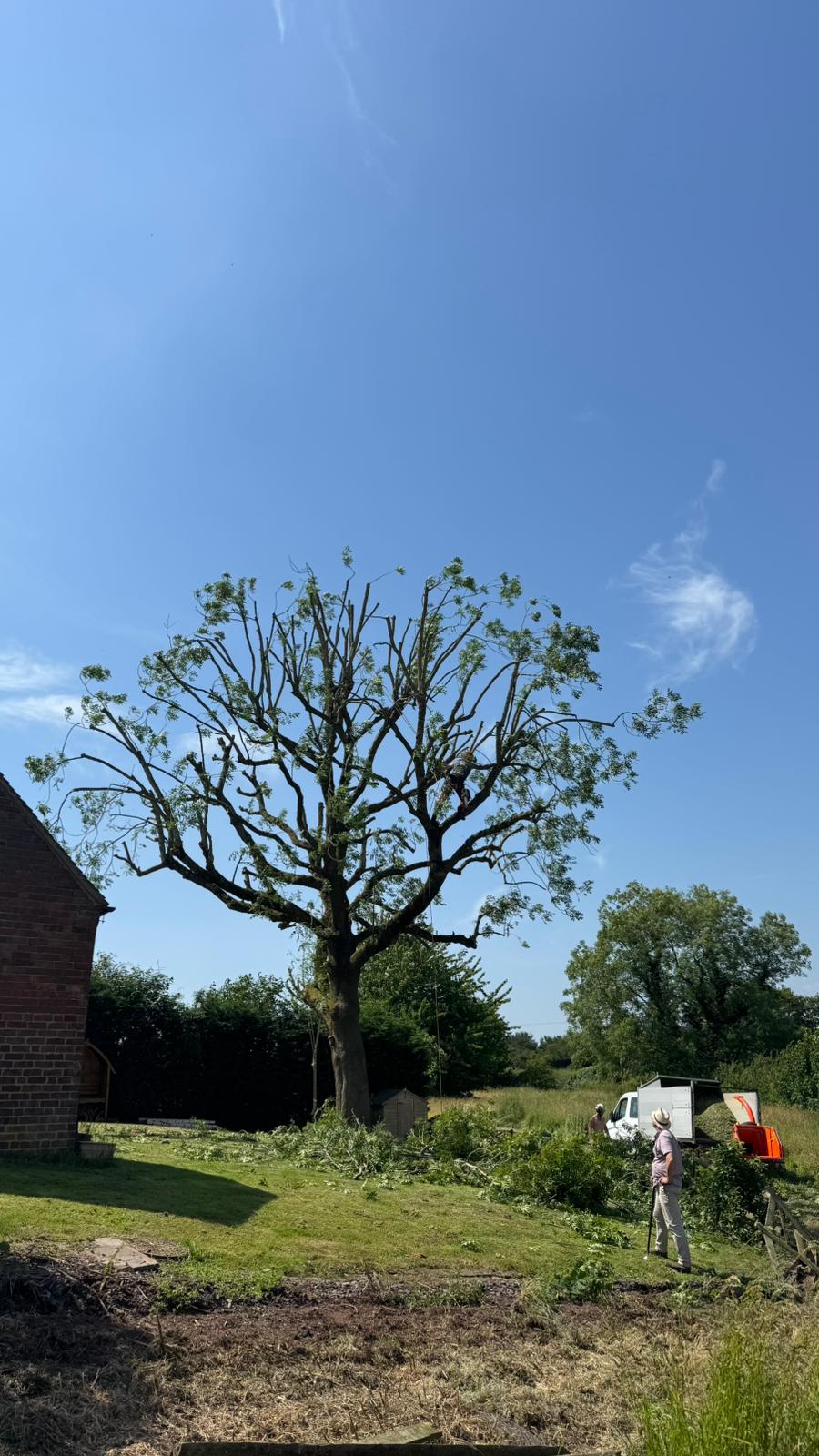 Reeves arborist climbing high in a large ash tree crown reducing branches in a rural garden with chipper and crew below