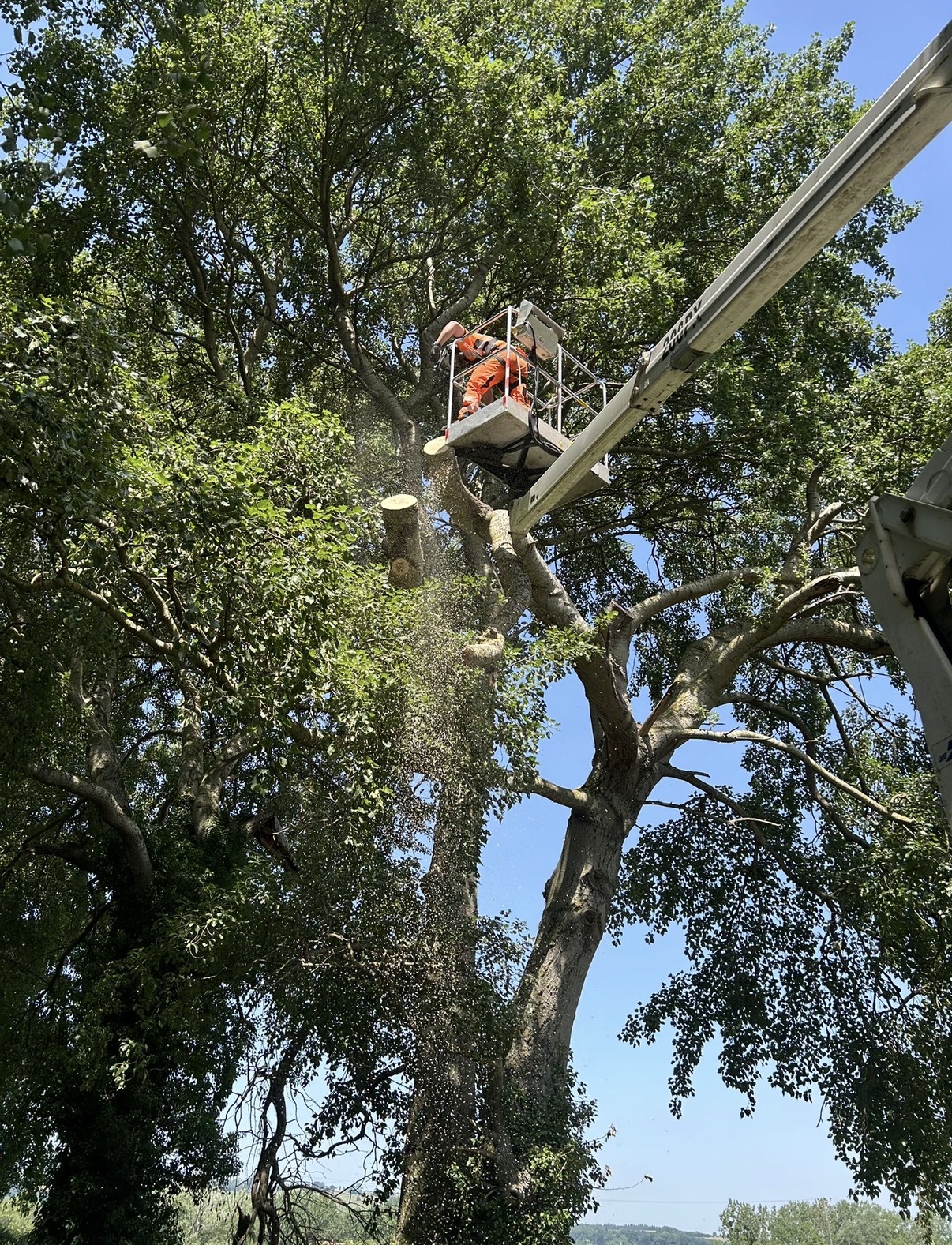 Tree surgeon in orange PPE using a MEWP cherry picker to sectionally dismantle a large tree with sawdust falling