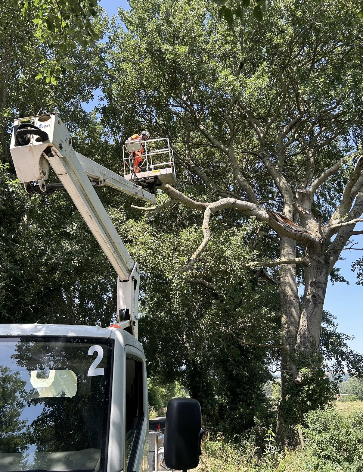 Reeves arborist working from a truck-mounted cherry picker to prune large roadside trees safely