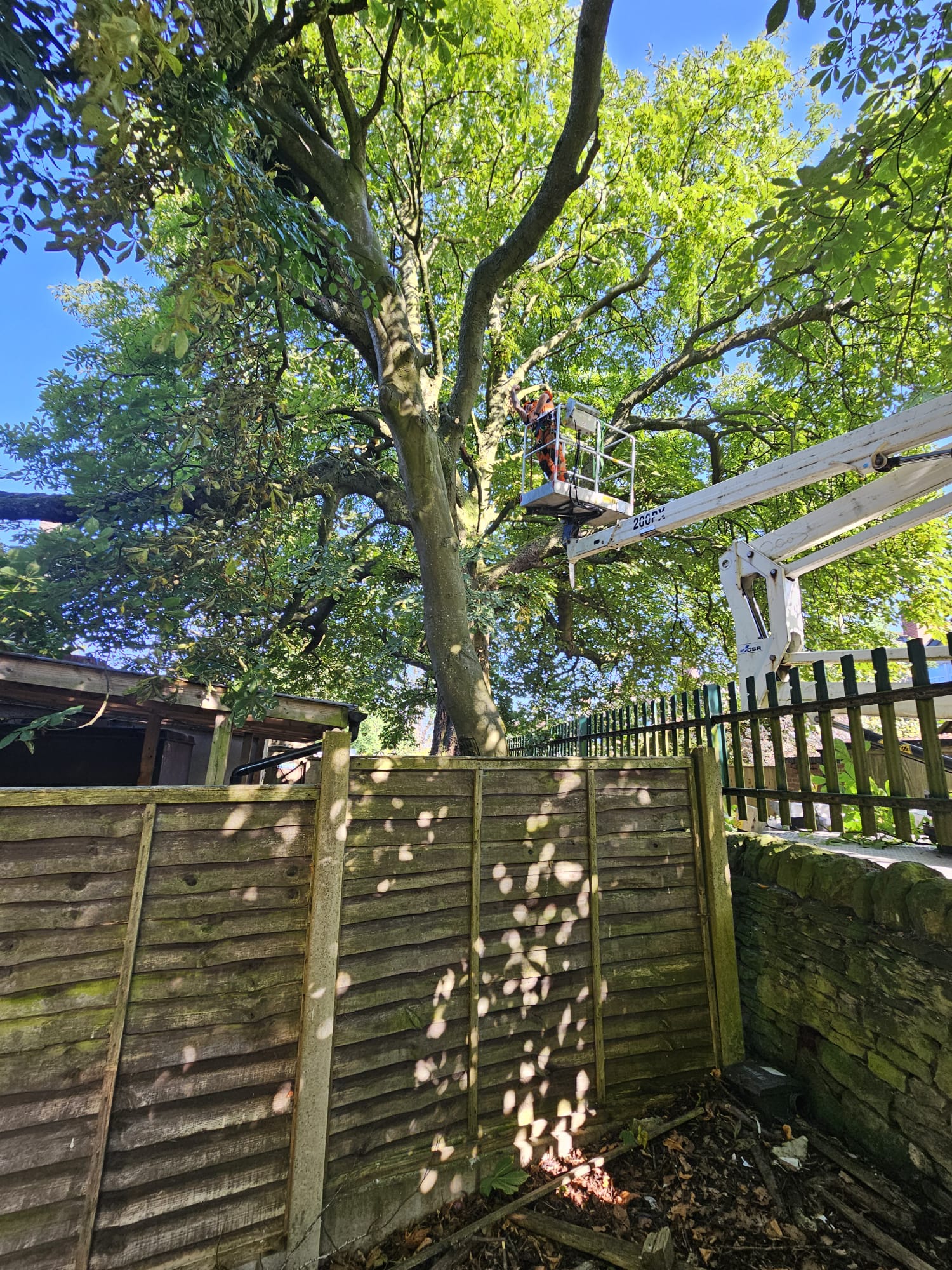 Reeves arborist in orange PPE working from a MEWP cherry picker pruning a large chestnut tree above a garden fence