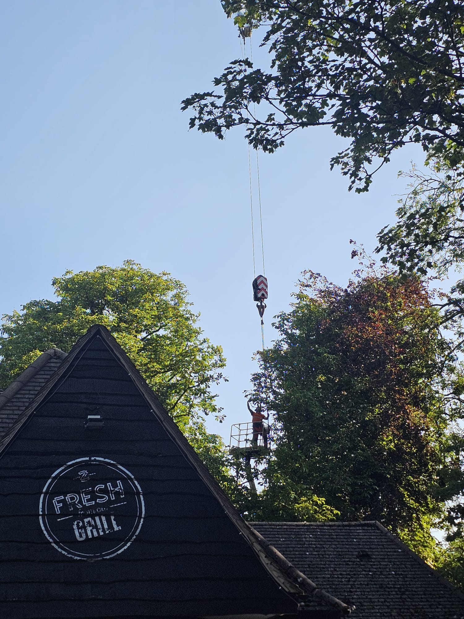 Tree surgeon on an elevated platform with crane rigging removing sections from a tall tree beside a Fresh Grill building