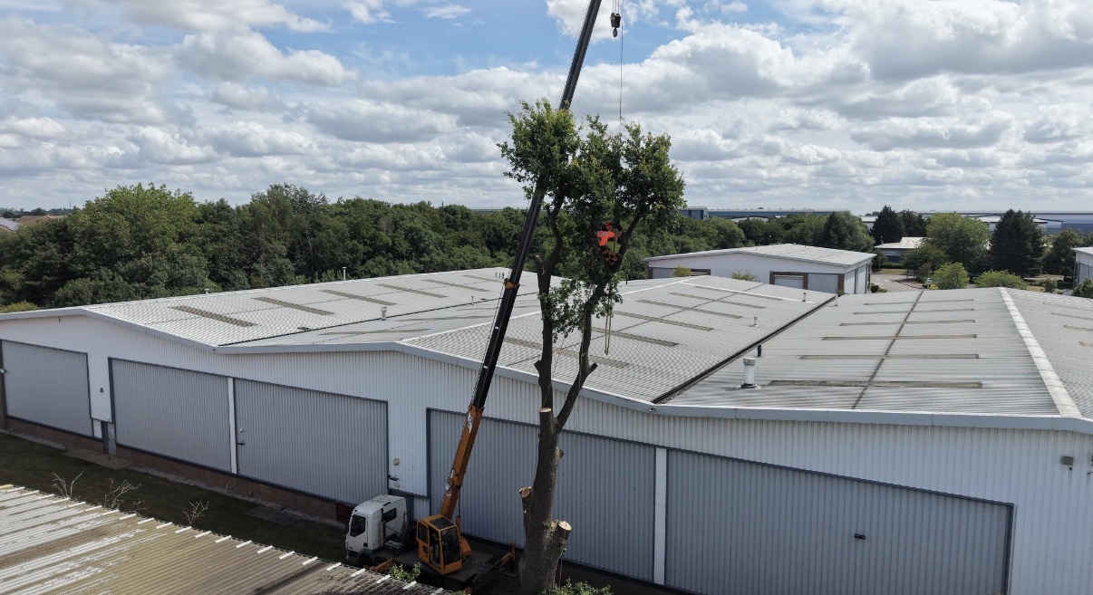Tree surgeon in orange PPE lifted by mobile crane dismantling a tall tree beside commercial warehouse buildings