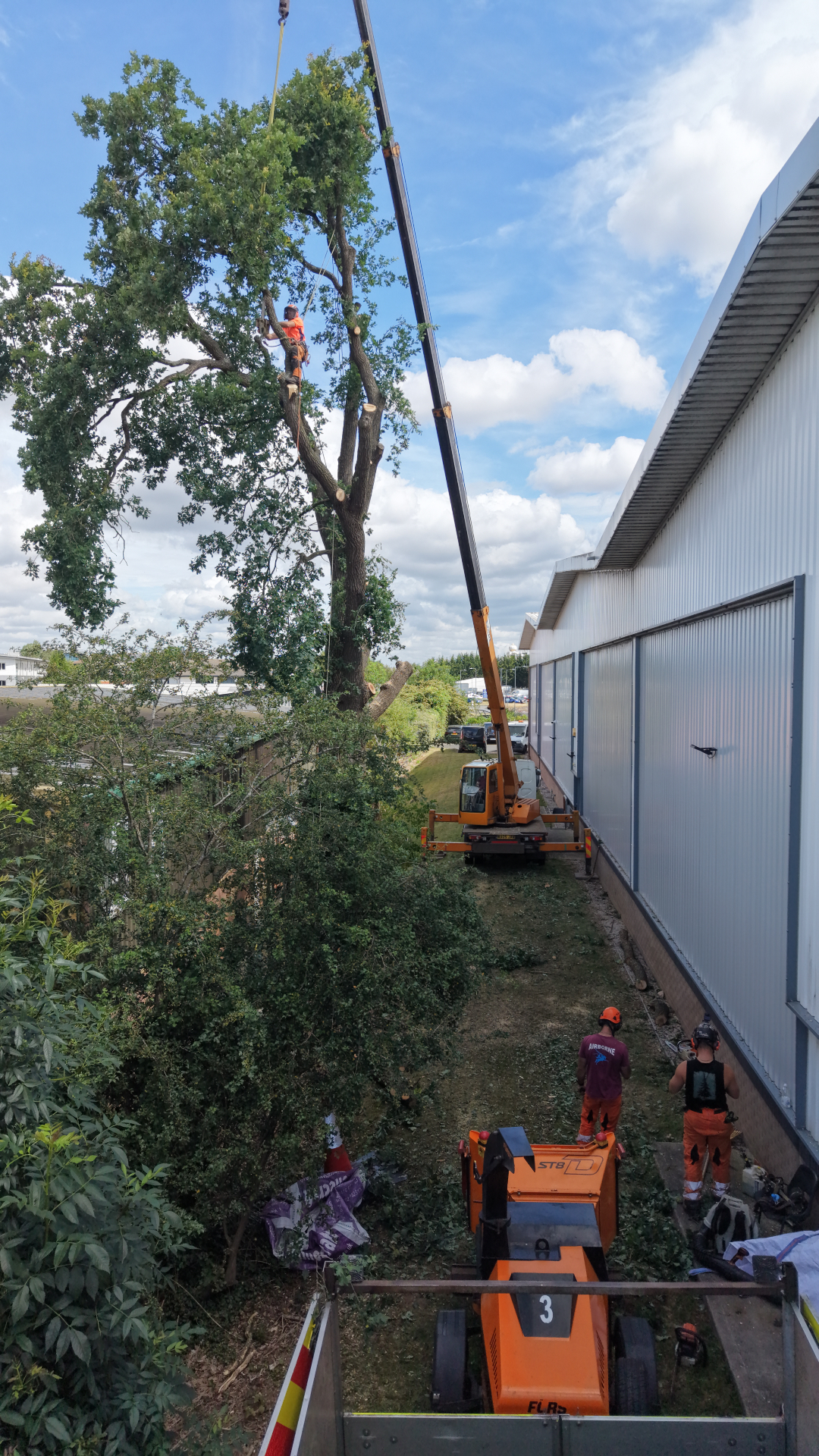 Aerial view of Reeves arborists dismantling a large tree beside a commercial warehouse using a mobile crane, with climber in the canopy and ground crew operating a stump grinder