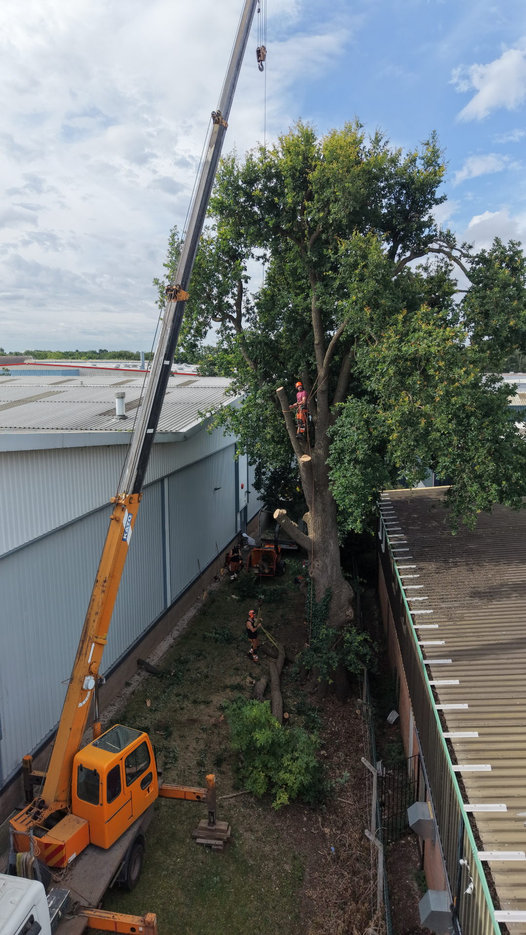 Aerial drone view of Reeves arborists dismantling a large tree between industrial warehouse buildings using a mobile crane and ground crew