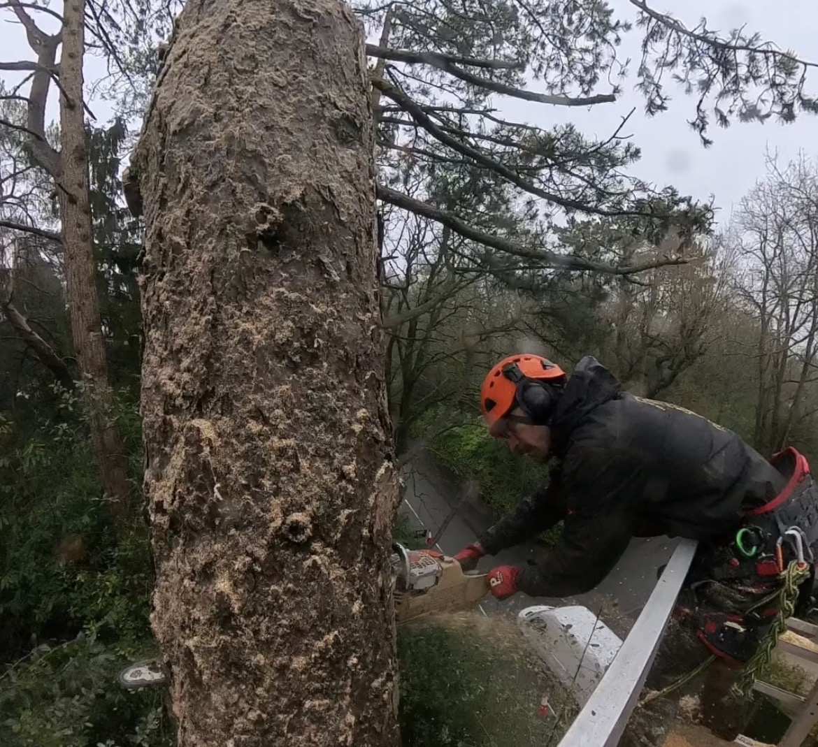 Arborist with orange safety helmet using chainsaw to section large pine trunk at height with climbing harness and rigging gear