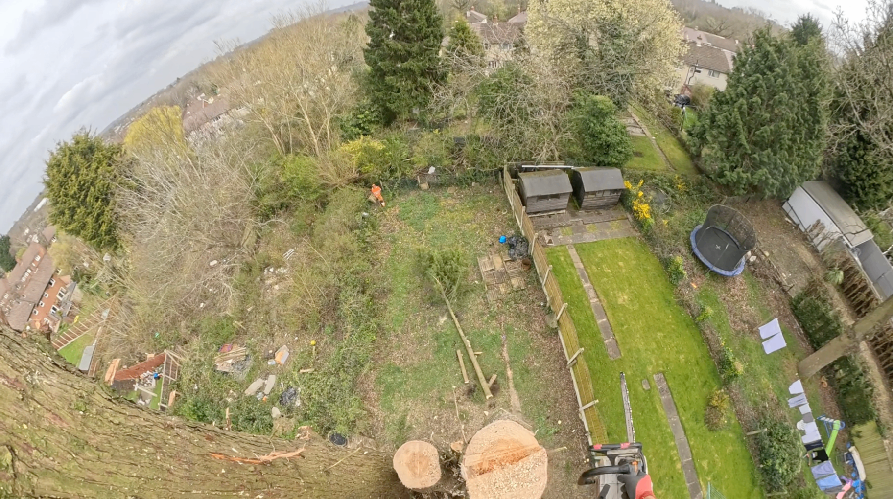 Aerial GoPro view from top of large tree during residential dismantling showing arborist working below in overgrown garden