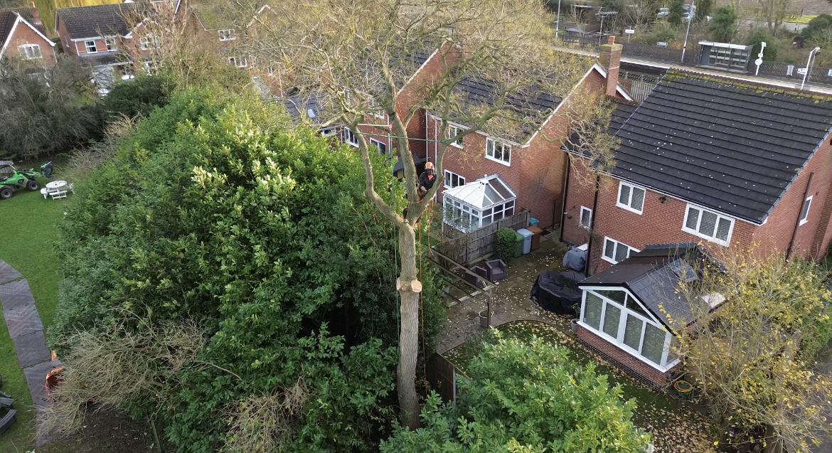 Aerial view of tree surgeon performing climbing work in residential garden with professional rigging equipment