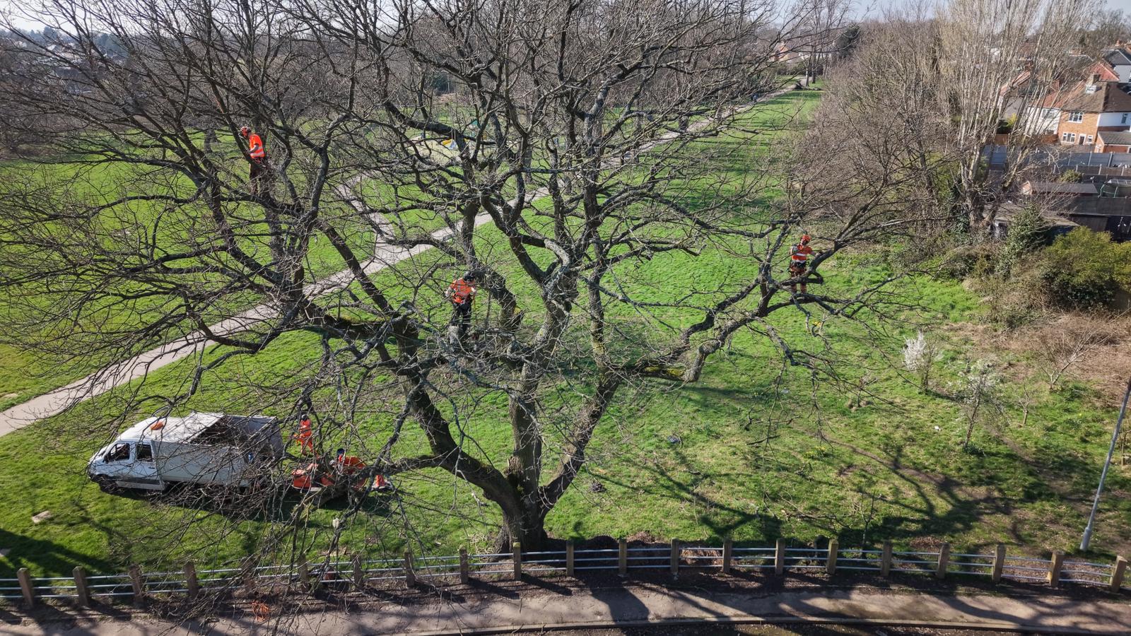 Aerial view of multiple arborists carrying out large tree work in parkland with climbing lines, support van and ground crew