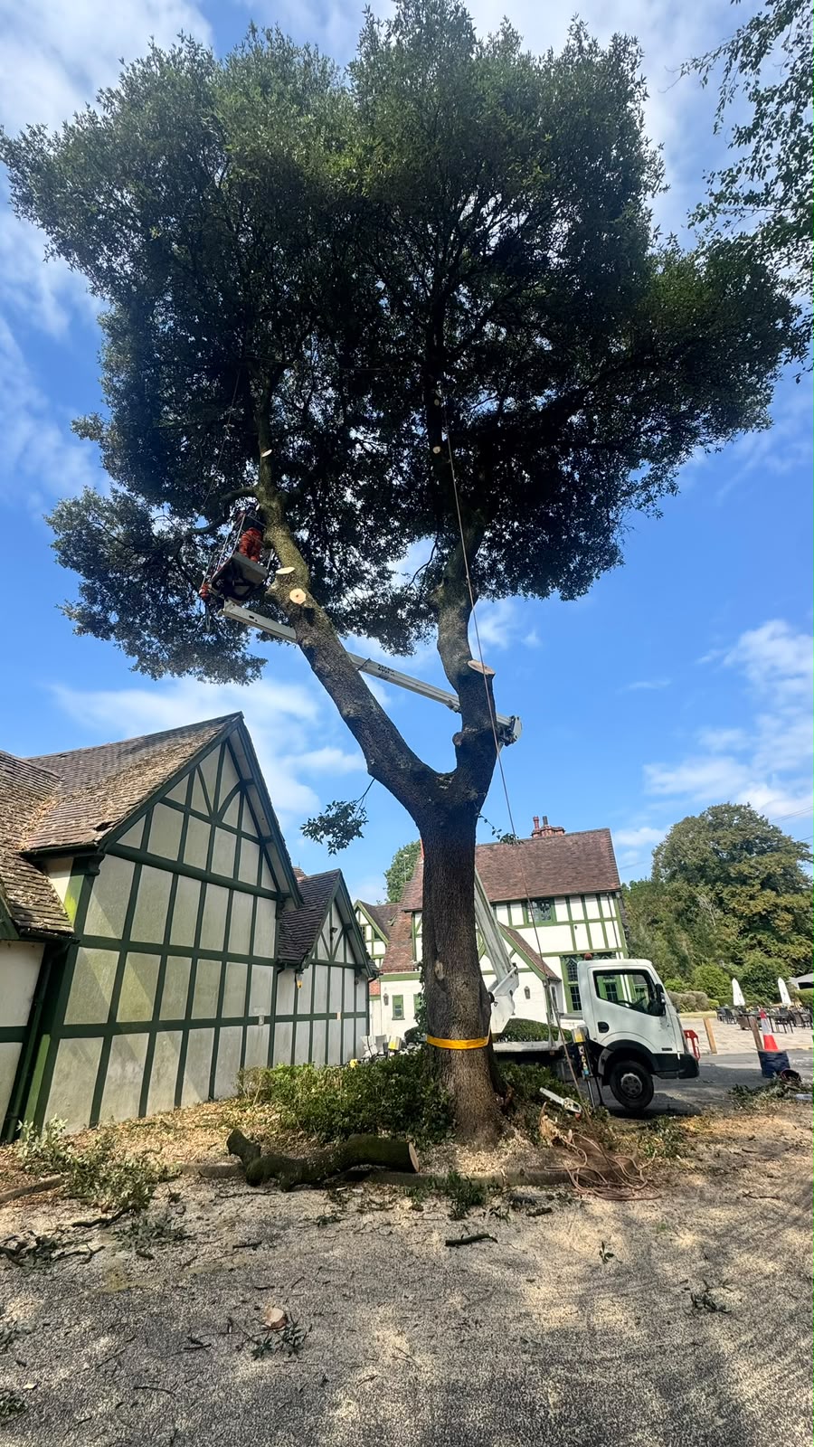 Tree surgeon in orange PPE using a MEWP cherry picker to dismantle a large tree next to a timber-framed building