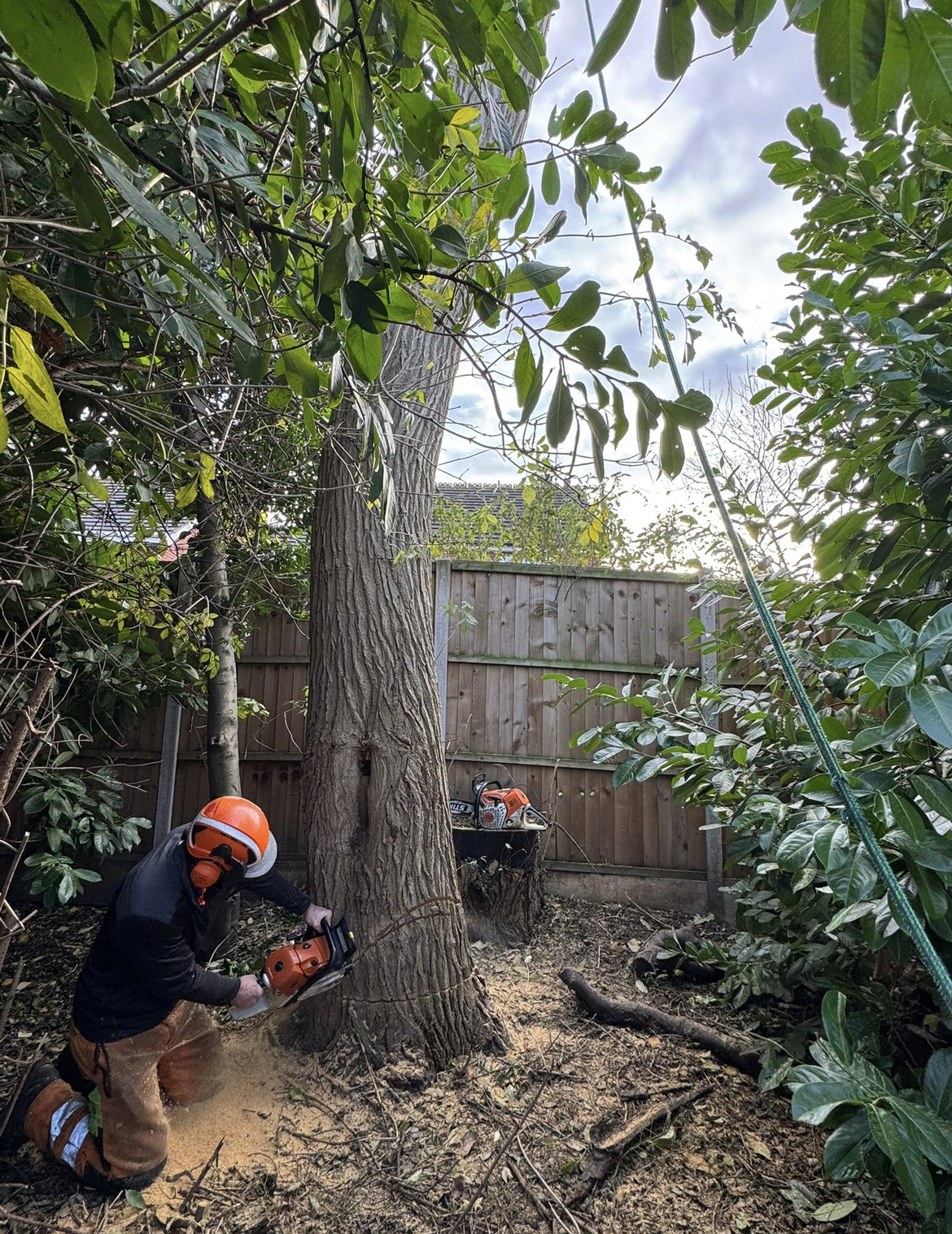 Arborist with safety helmet and chainsaw making base cut on large tree trunk in residential garden