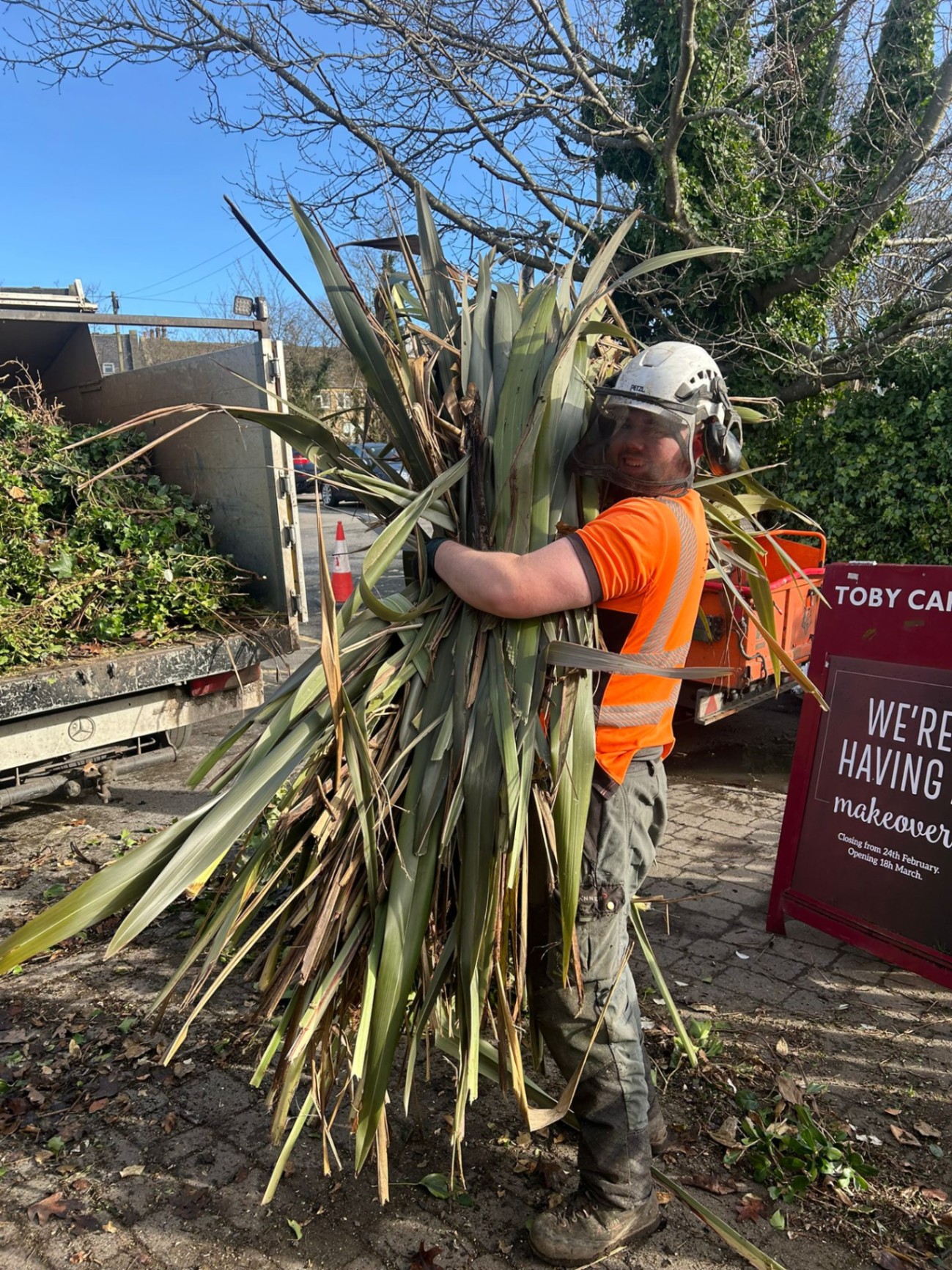Arborist carrying large palm fronds and debris during commercial tree removal at Toby Carvery