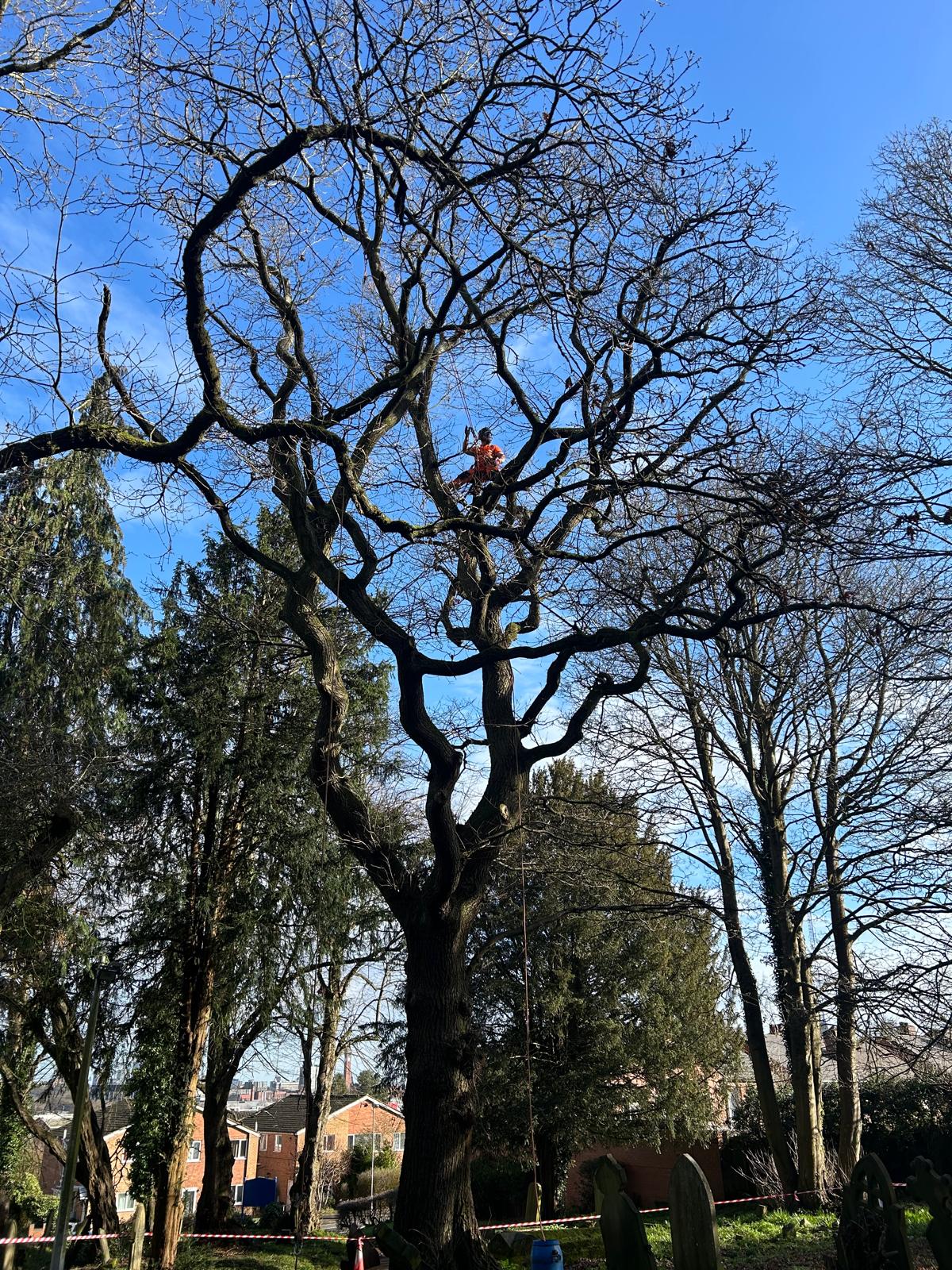Arborist in orange safety gear climbing mature oak tree in churchyard for crown reduction work on sunny day