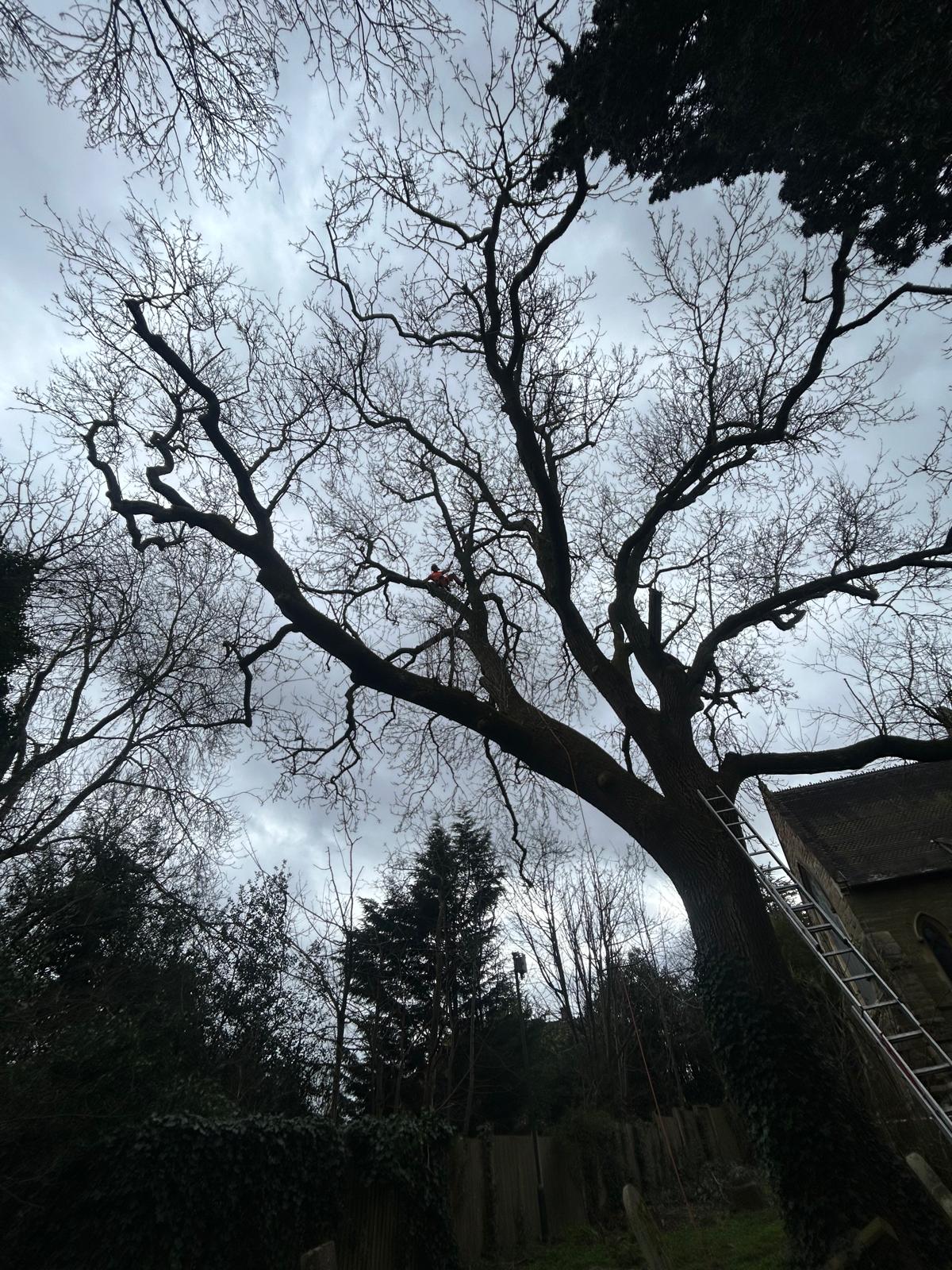Arborist silhouetted climbing large oak tree at dusk near church building with ladder access and safety rigging