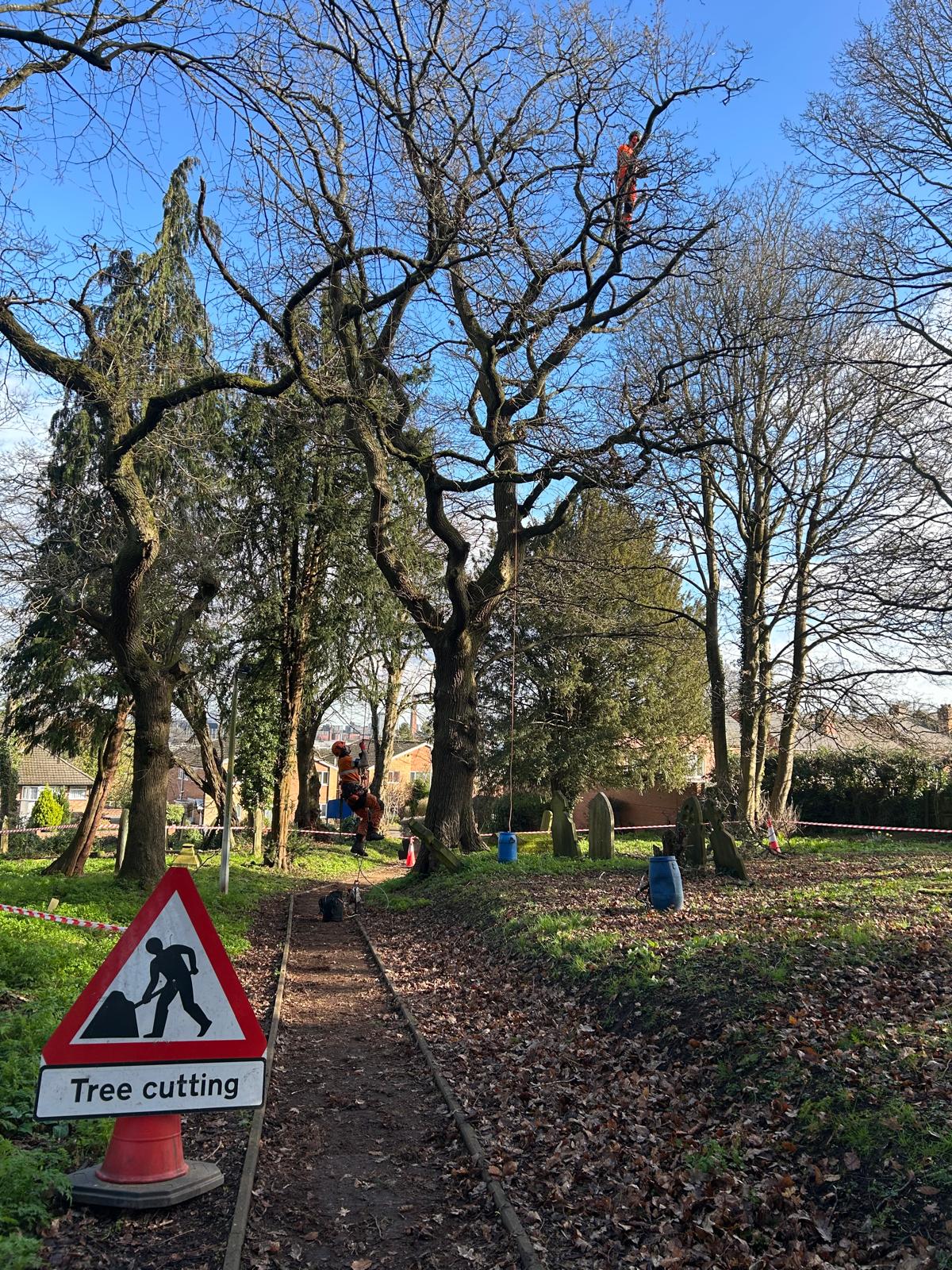 Tree cutting warning sign with arborist climbing large oak and ground crew with safety barriers in churchyard