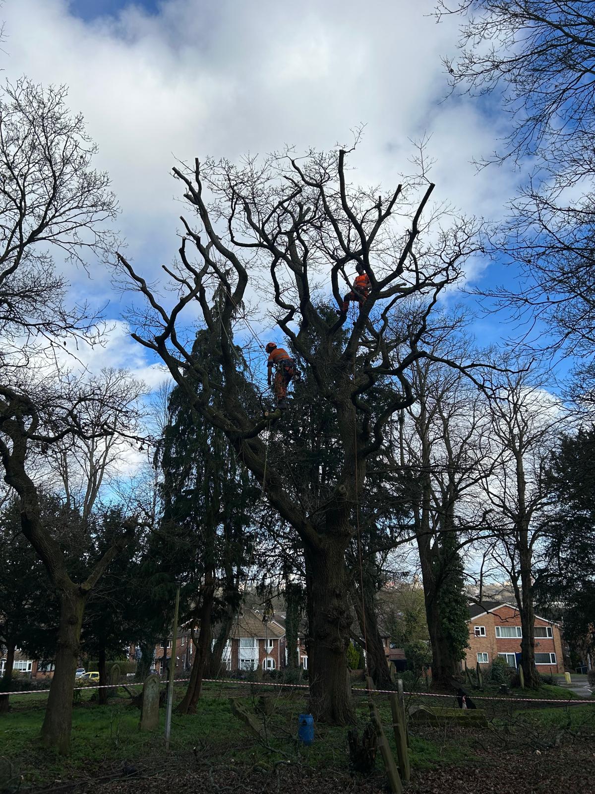 Team of two arborists in orange safety gear climbing and pruning large oak with rigging lines in churchyard setting