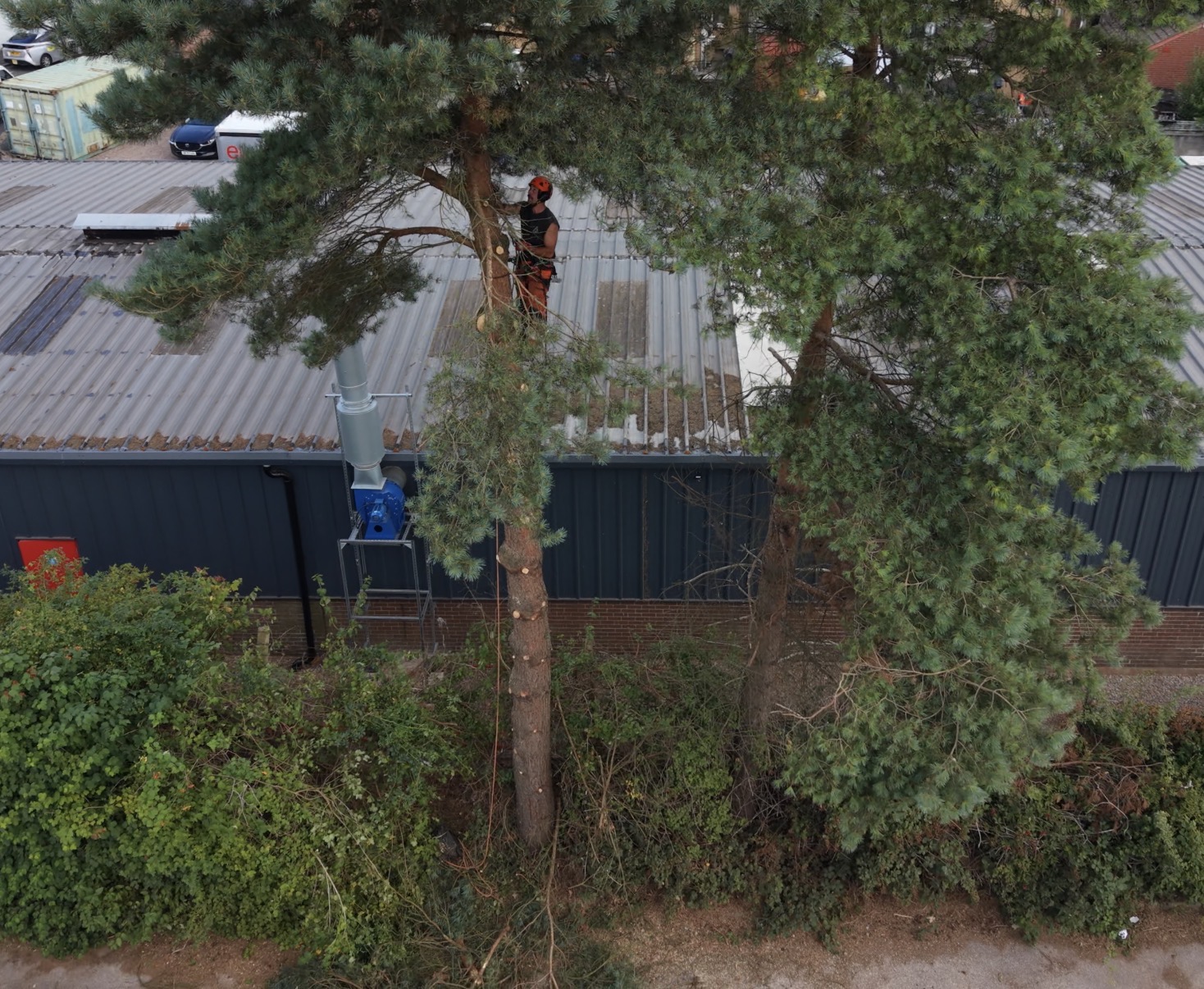 Reeves arborist in orange helmet and PPE climbing a tall pine to sectionally dismantle it beside an industrial unit