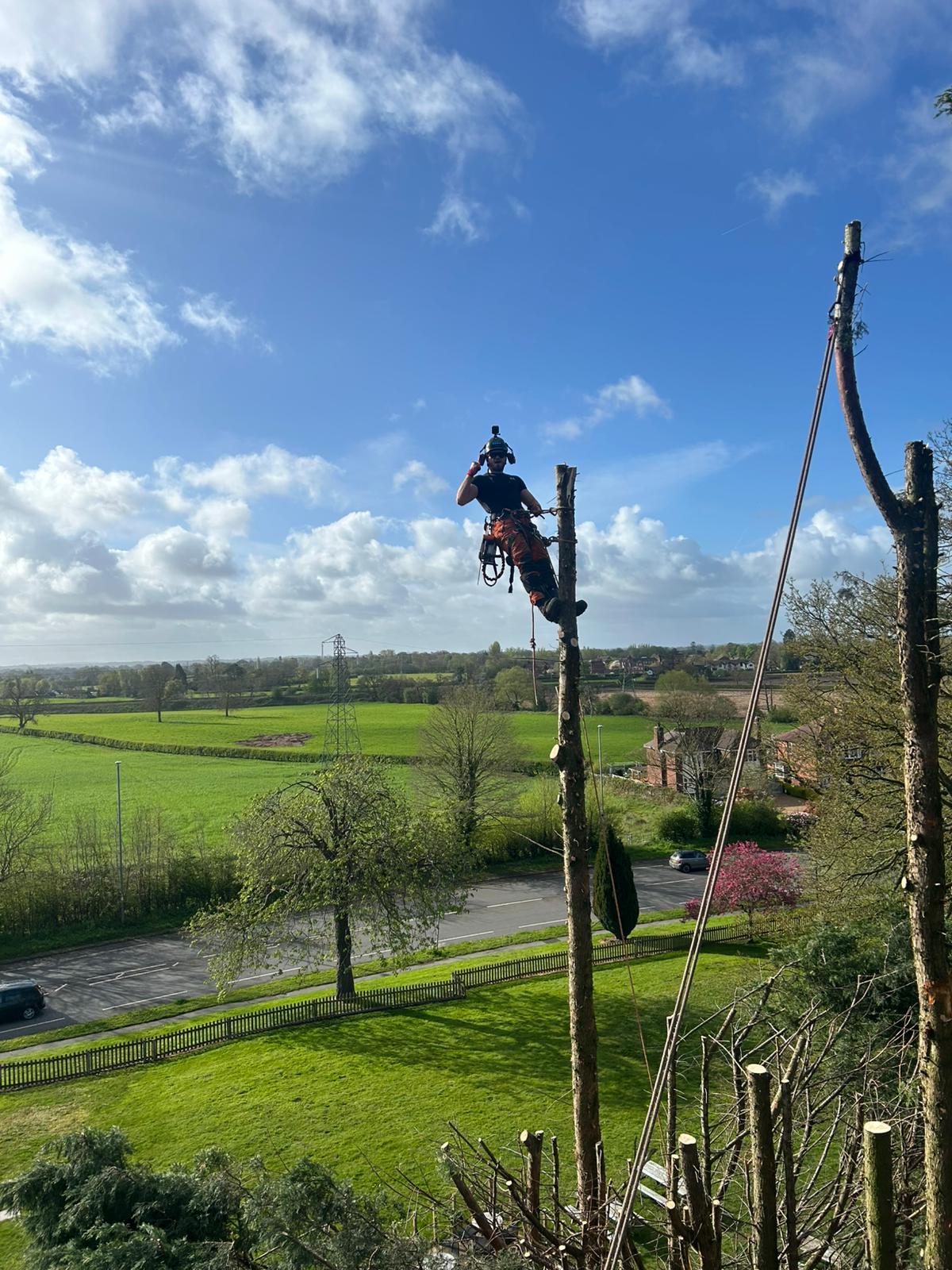 Reeves Tree Surgeons climber at the top of a conifer dismantle with countryside views during sectional felling