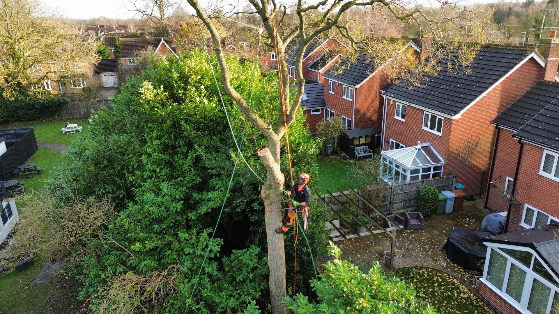 Professional arborist climbing with chainsaw and rigging lines during residential tree dismantling operation