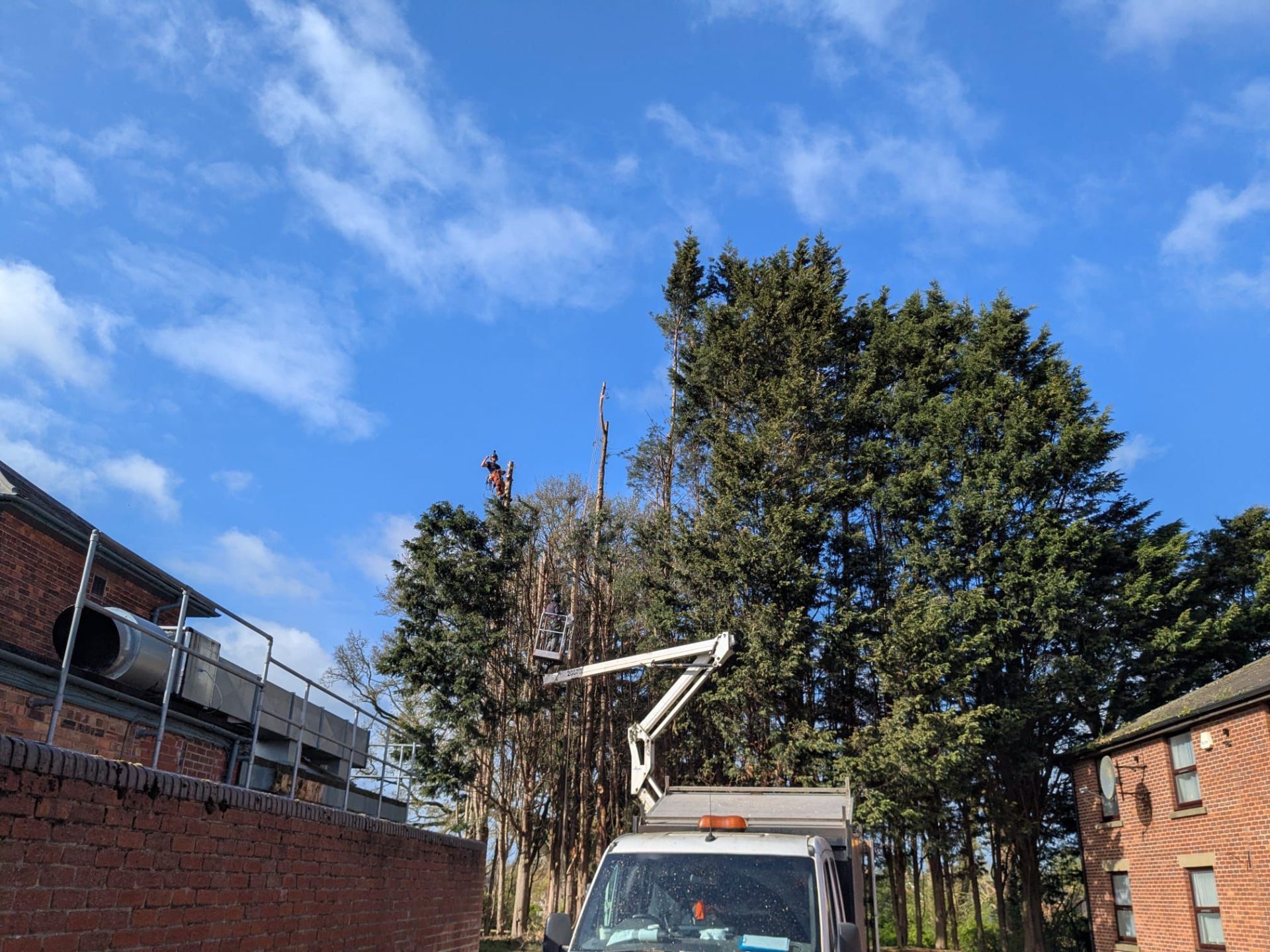 Tree surgeon dismantling tall conifer using MEWP cherry picker at commercial premises in West Midlands