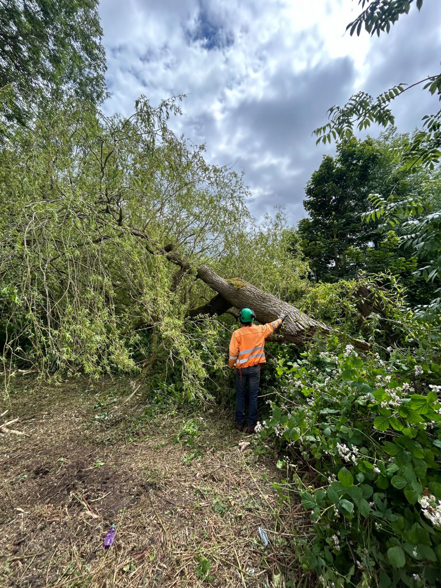 Arborist in hi-vis assessing large fallen tree trunk for safe removal in overgrown woodland area