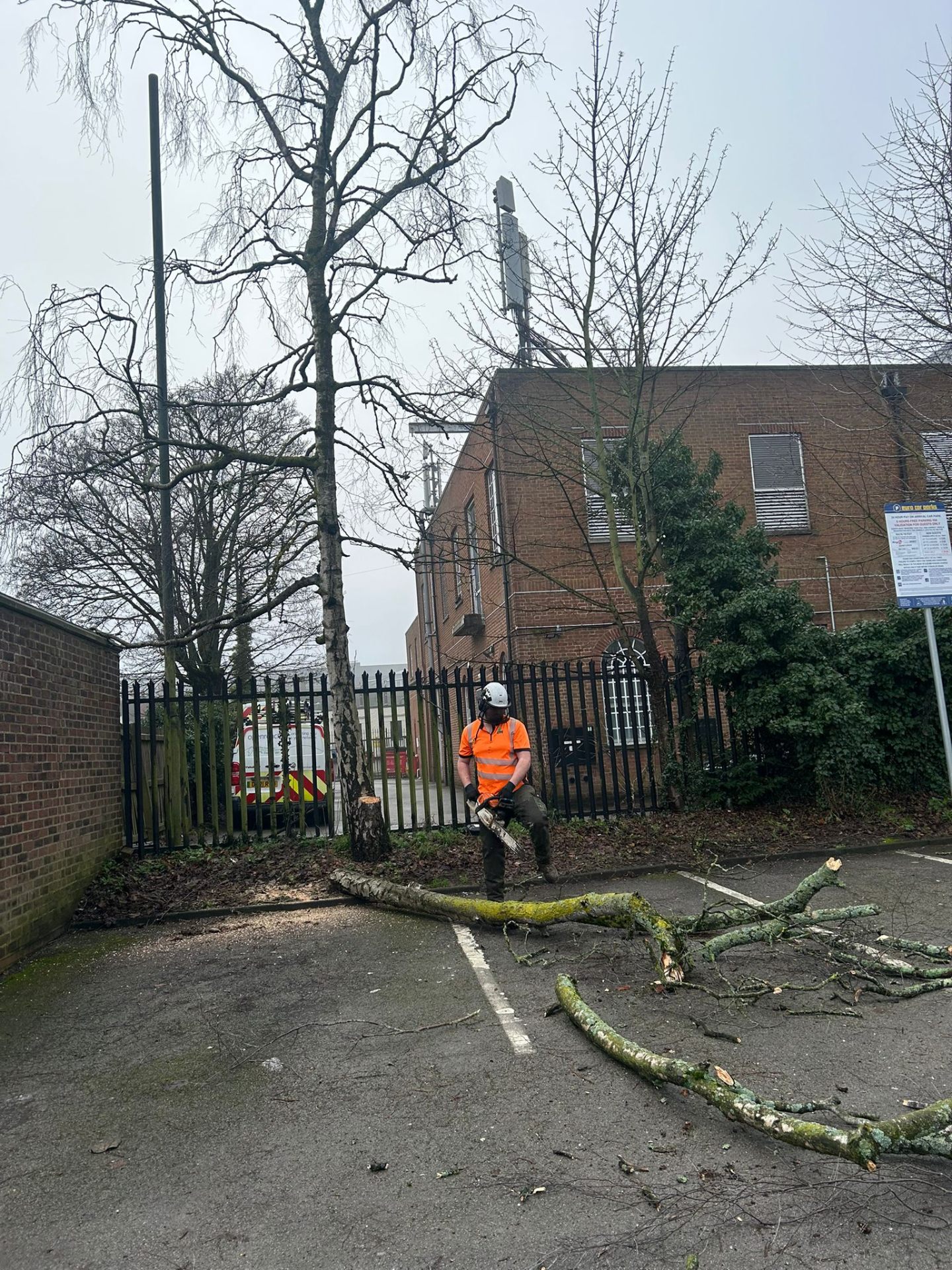 Arborist in hi-vis gear processing felled branches with chainsaw at commercial car park during winter tree work