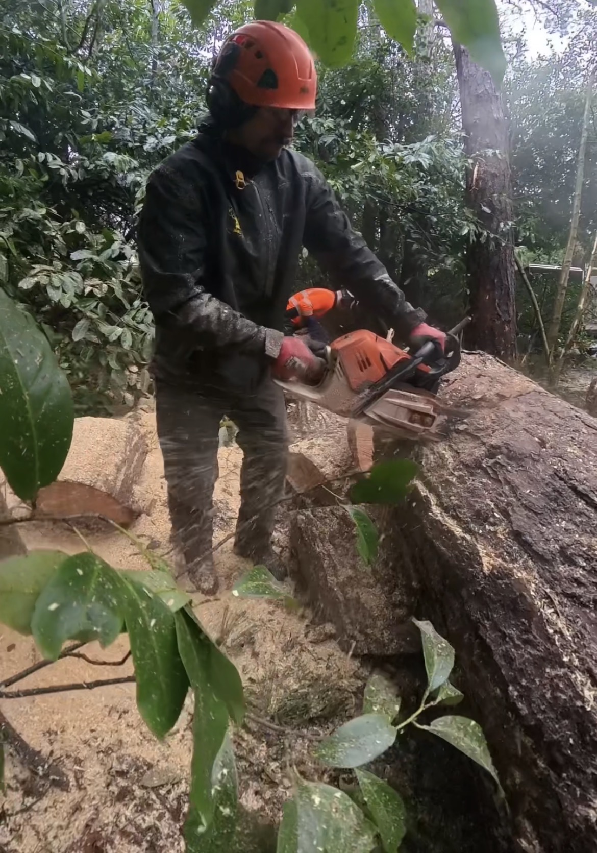 Tree surgeon in safety gear using Husqvarna chainsaw to cross-cut large felled trunk into manageable log sections