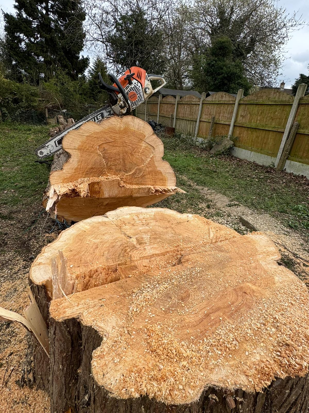 Large oak stump freshly felled with Stihl chainsaw showing cross-section rings in residential garden