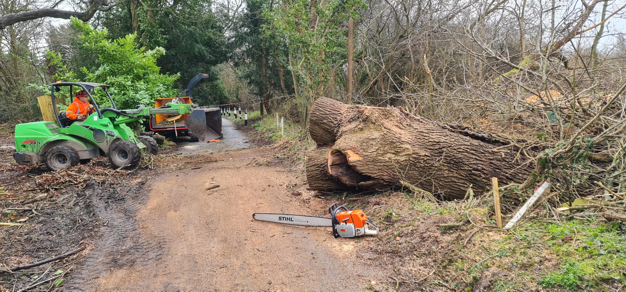 Professional tree surgery team with Avant loader and chainsaw removing large oak trunk on woodland path
