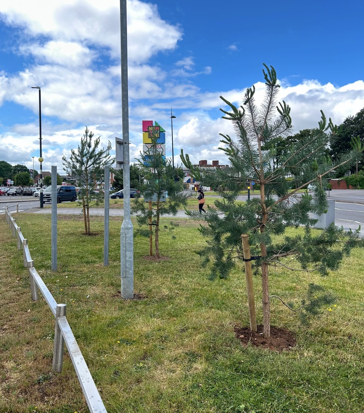 Newly planted young pine and conifer trees with wooden stakes along a landscaped roadside verge