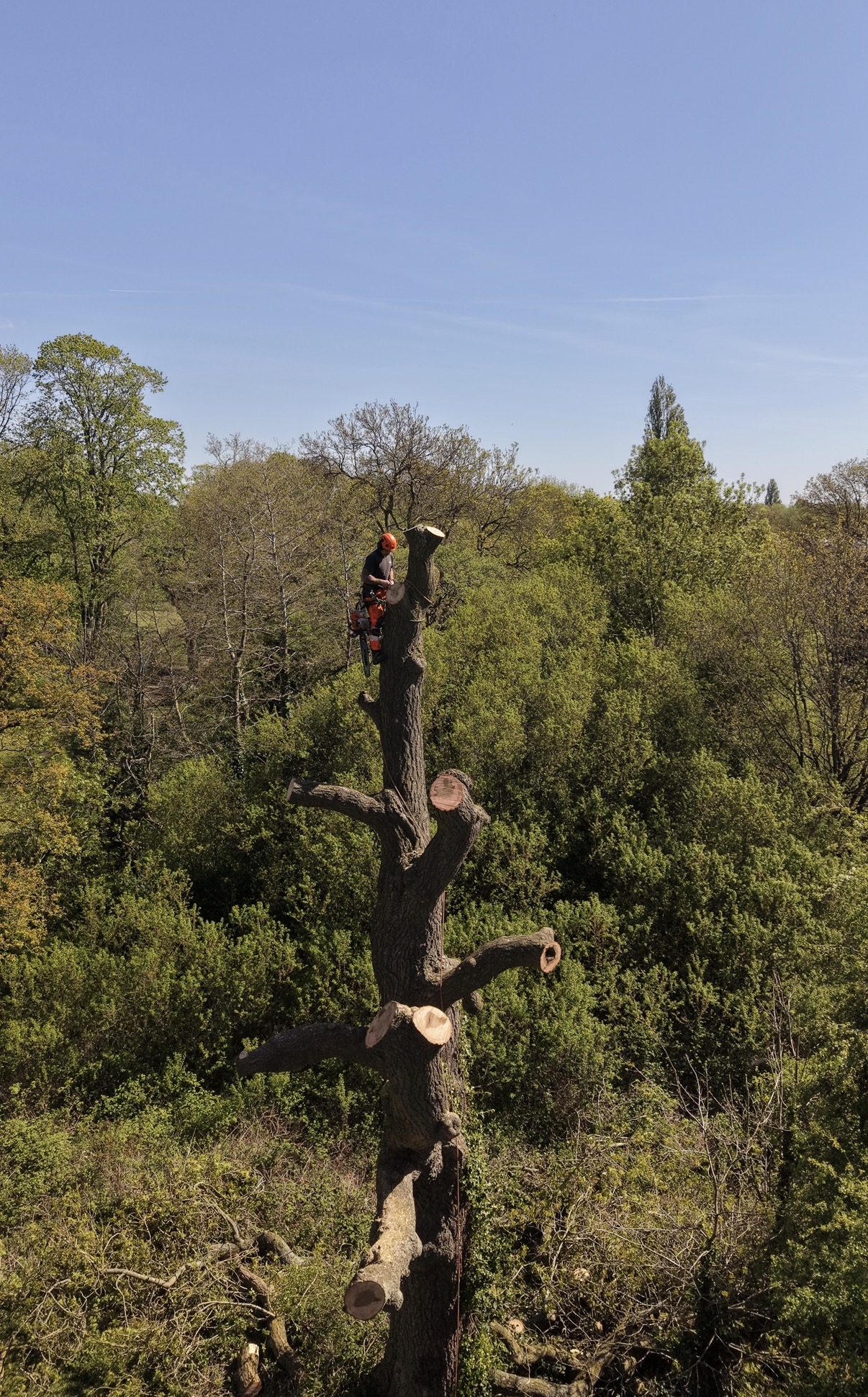 Certified arborist topping a tall oak with chainsaw during aerial dismantle above West Midlands woodland