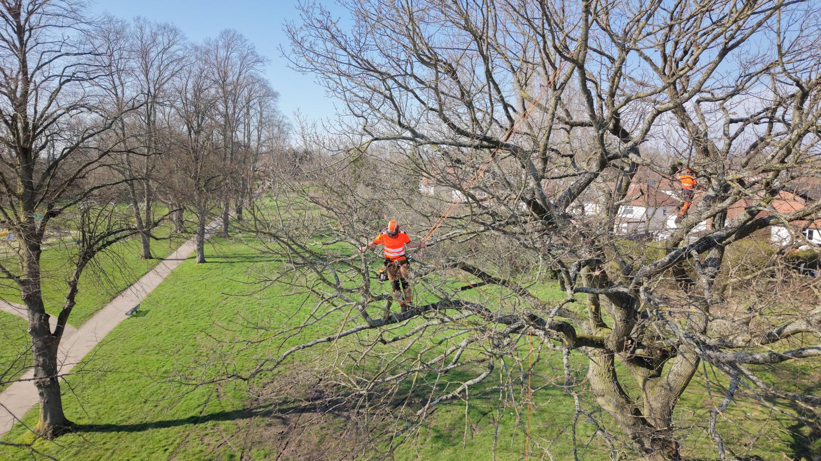 Arborist in orange hi-vis climbing and pruning large deciduous tree in parkland with rigging lines on sunny spring day