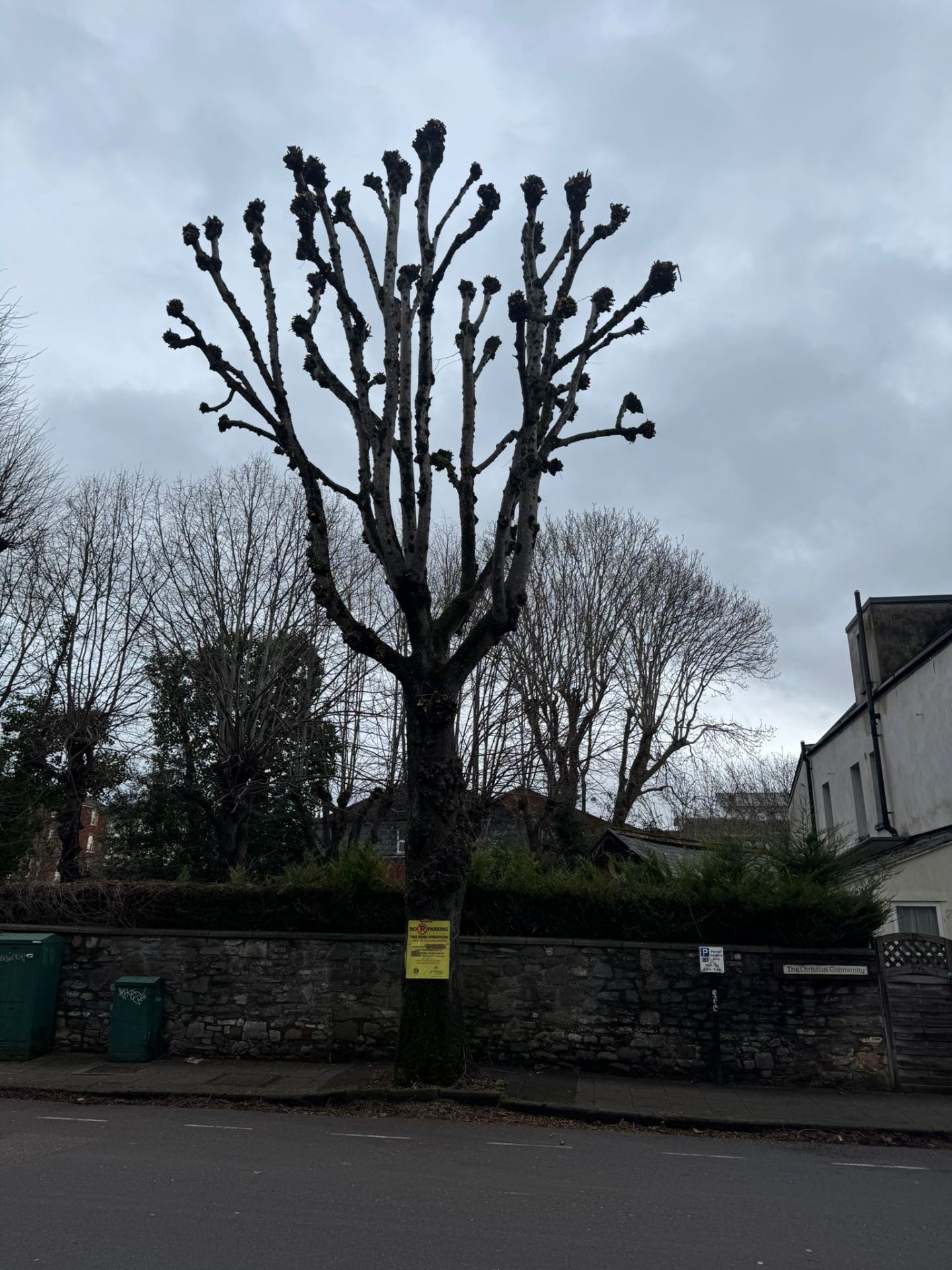 Professionally pollarded street tree with clean cuts and structured canopy framework in urban setting