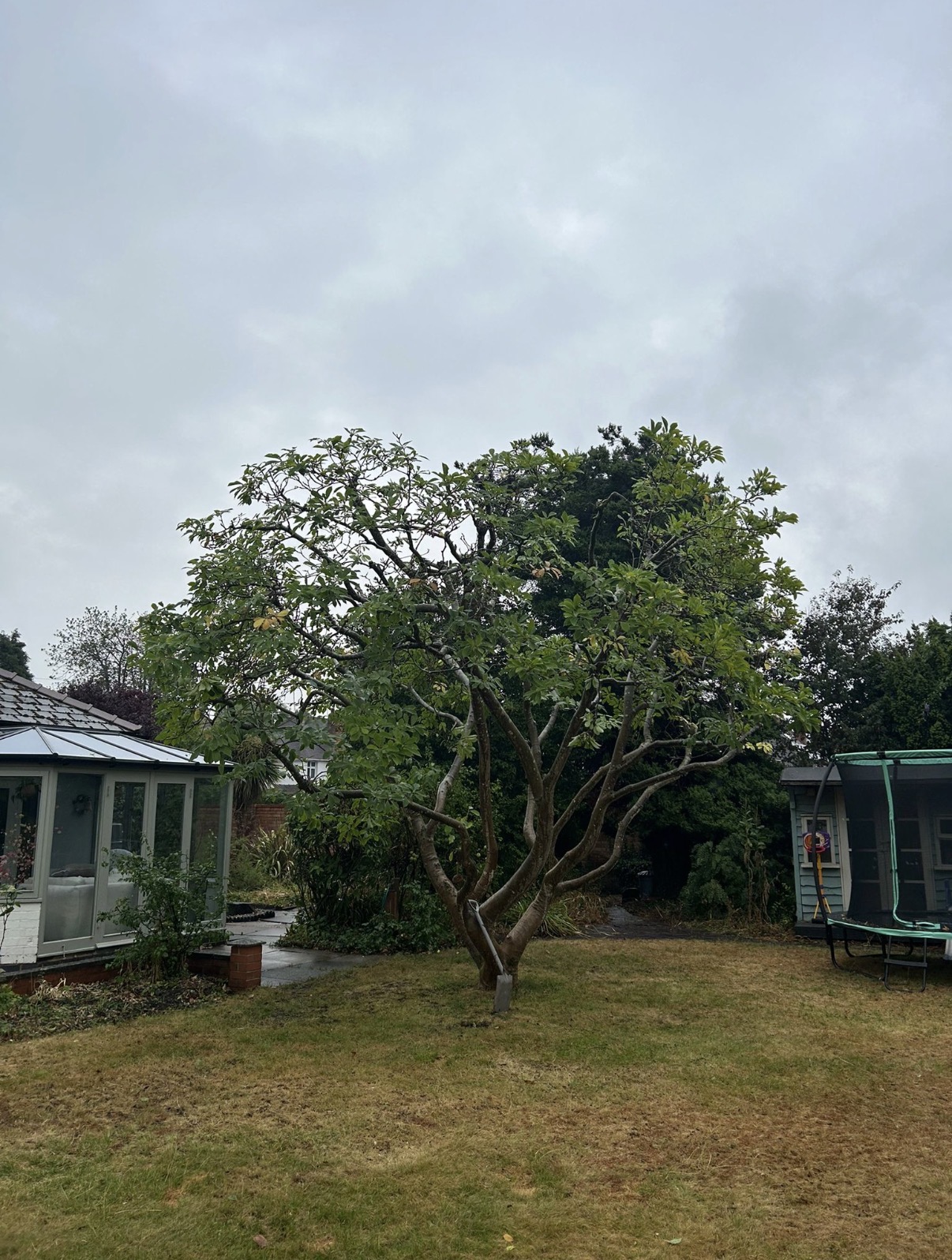 Reeves tree surgeons shaping the canopy of a mature garden tree in a residential setting