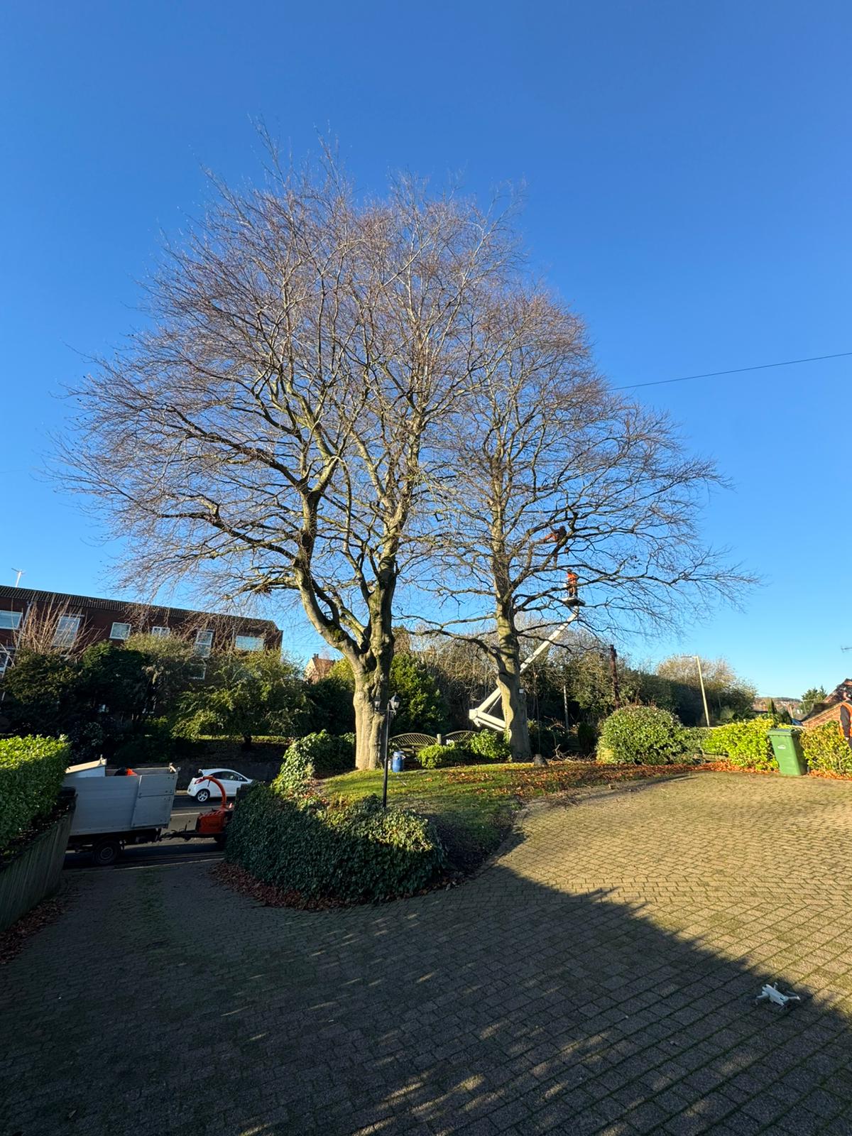 Professional tree pruning operation with cherry picker on large deciduous trees in residential driveway on sunny winter day