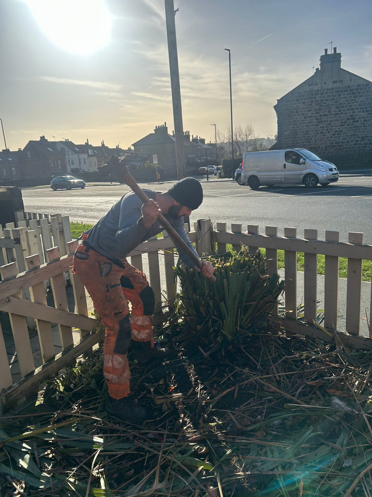Tree surgeon using mattock to extract plant stump from fenced garden bed during roadside clearance work