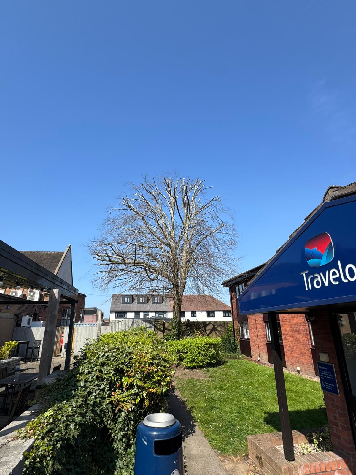 Commercial tree work at Travelodge hotel showing large deciduous tree assessment before removal