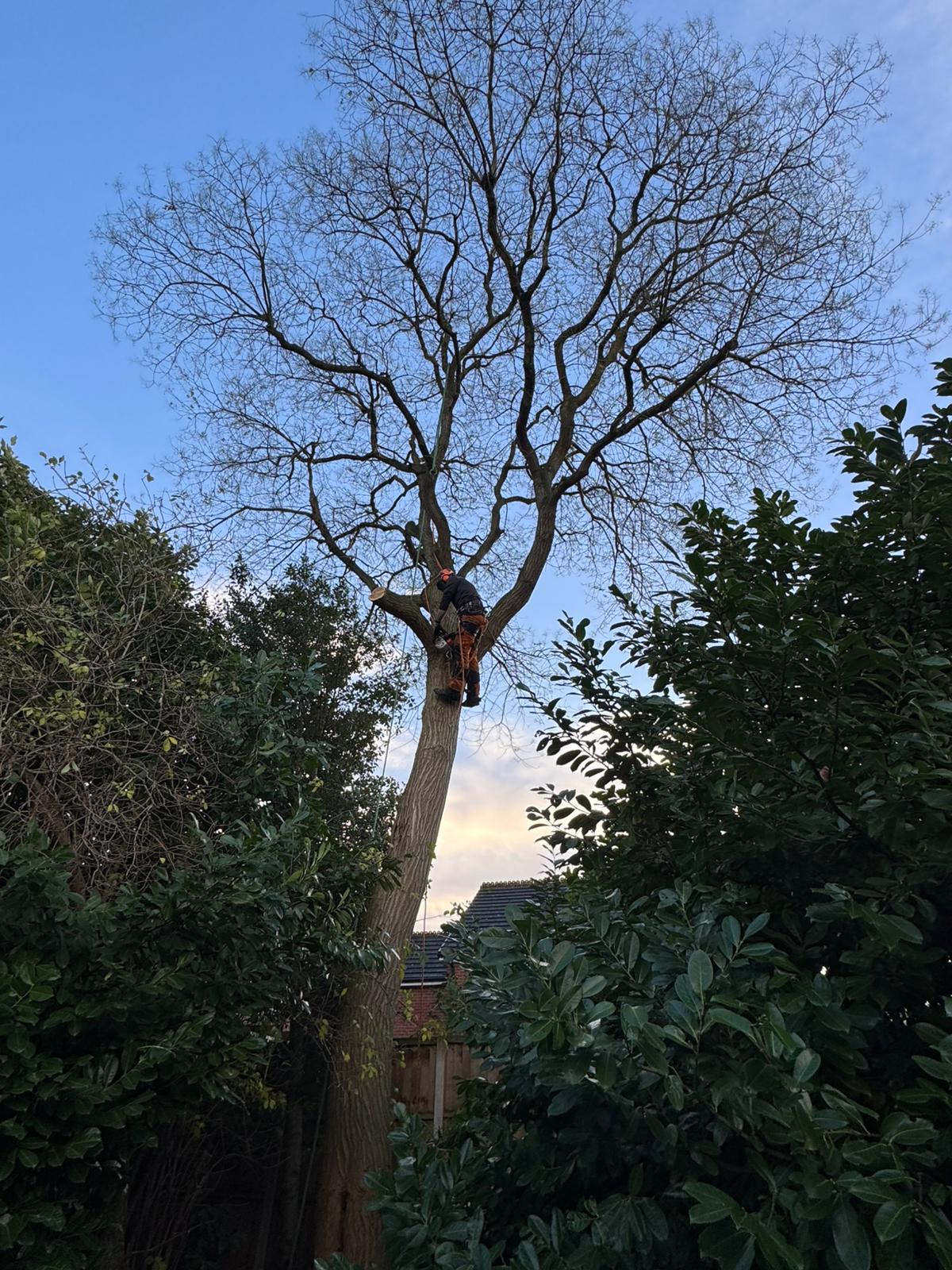 Arborist climbing tall deciduous tree during winter pruning work in residential garden at dusk