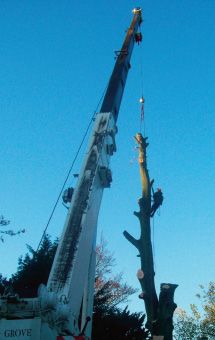 Crane used to speed removal of a tree