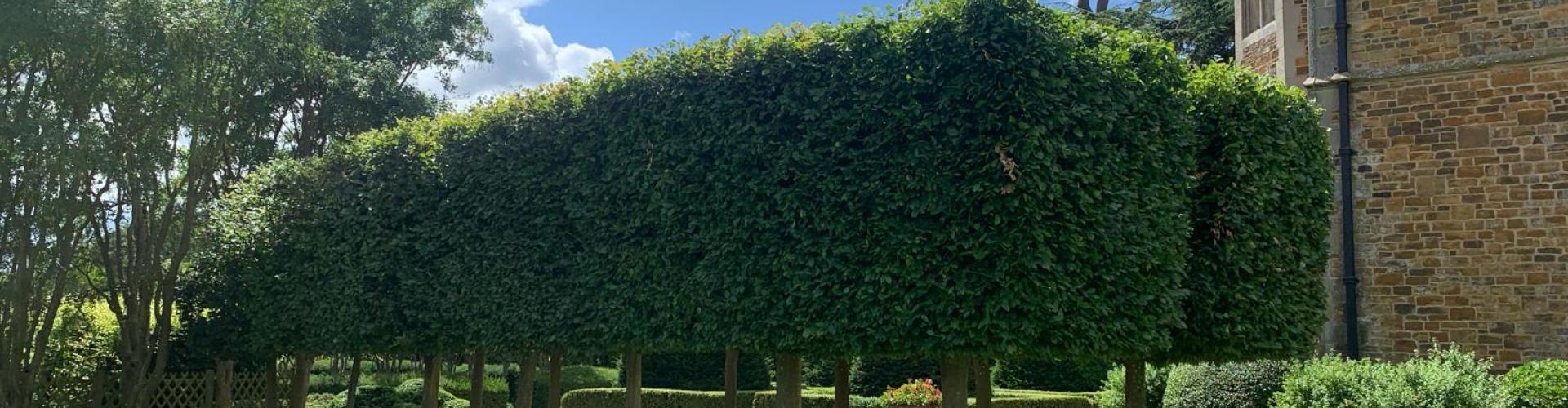 Square Shaped Hedges