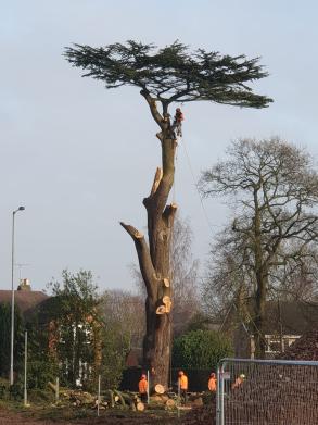 Cedar Takedown in Stafford