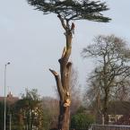 Large Cedar Takedown in Stafford