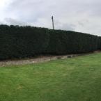 Hedge Trim