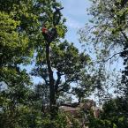 Tree Climbing