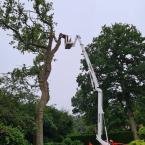 MEWP Tree Work